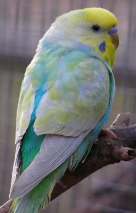 Rainbow budgies