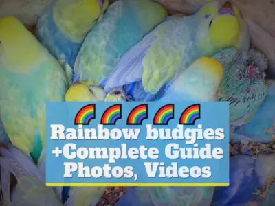 Rainbow budgies