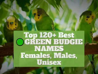 Top 120+ Best Green Budgie Names [Females, Males, Unisex]