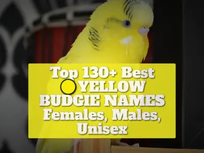 Top 130+ Best Yellow Budgie Names [Females, Males, Unisex]