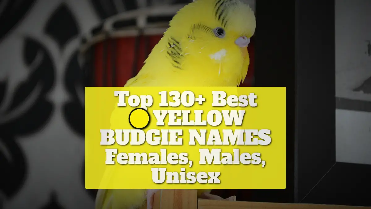 Top 130+ Best Yellow Budgie Names [Females, Males, Unisex]