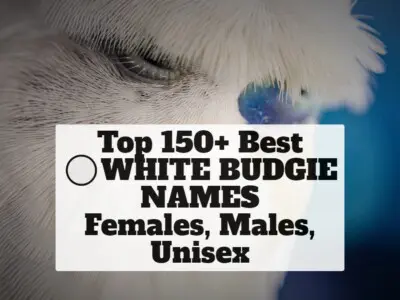 Top 150+ Best White Budgie Names [Females, Males, Unisex]