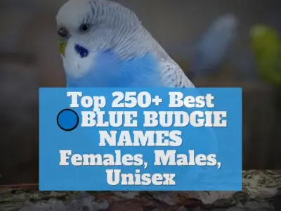 Top 250+ Best Blue Budgie Names [Females, Males, Unisex]