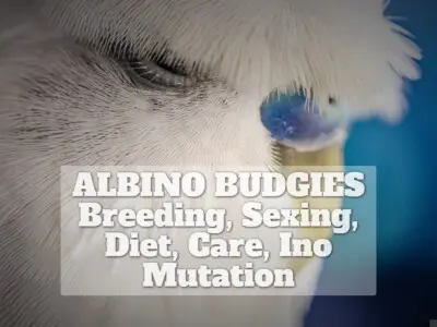 ALBINO BUDGIES [Breeding, Sexing, Diet, Care, Ino Mutation]
