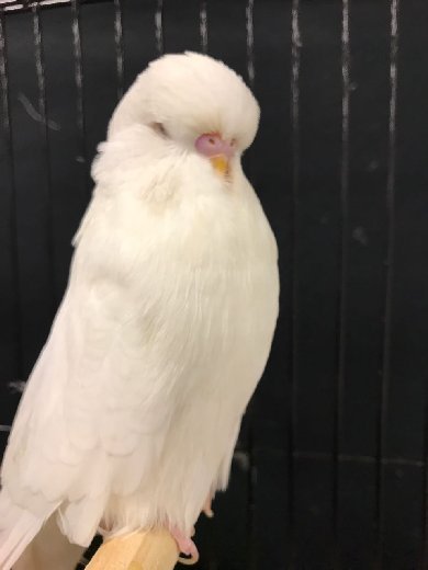 ALBINO BUDGIES [Breeding, Sexing, Diet, Care, Ino Mutation]