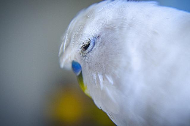 ALBINO BUDGIES [Breeding, Sexing, Diet, Care, Ino Mutation]