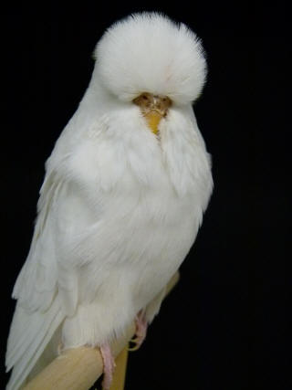 ALBINO BUDGIES [Breeding, Sexing, Diet, Care, Ino Mutation]