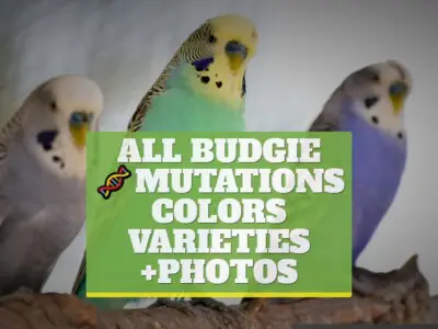 All budgie mutations & colors & varieties +PHOTOS [UPDATED]