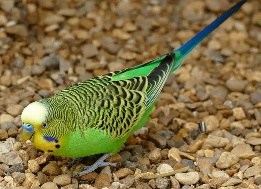 A light green budgie