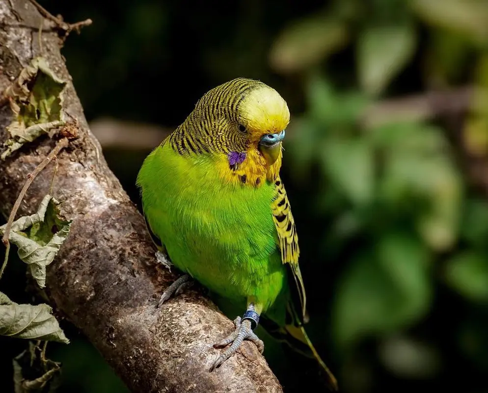 A dark green budgie