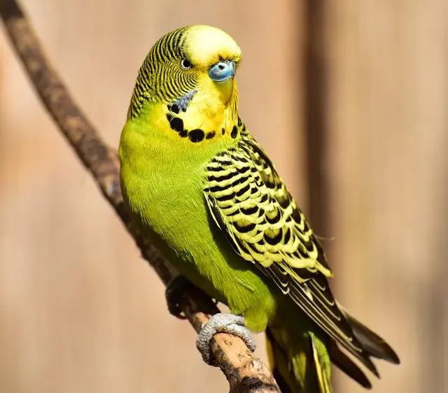 An olive green budgie photo