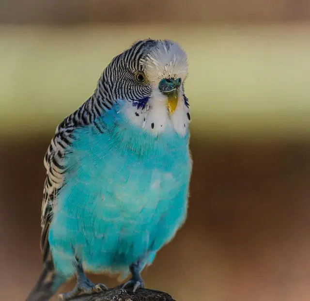 A sky-blue budgie photo