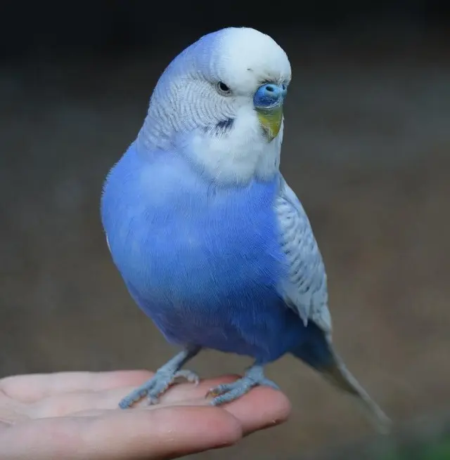 A cobalt budgie photo