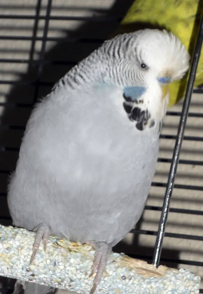 A gray budgie (Gray factor)