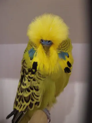 A gray-green budgie photo