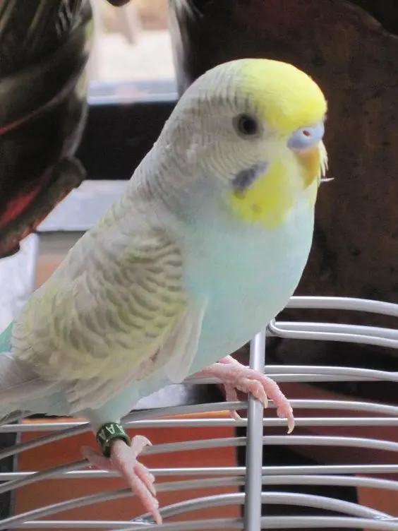 A greywing YF2 sky blue budgie photo