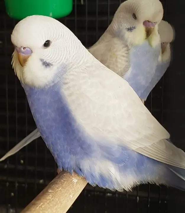 A clearwing violet budgie photo