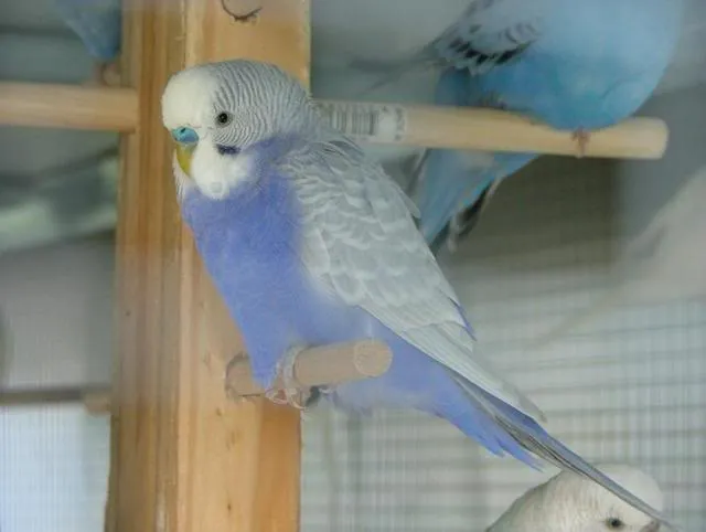 A full-body greywing budgie photo