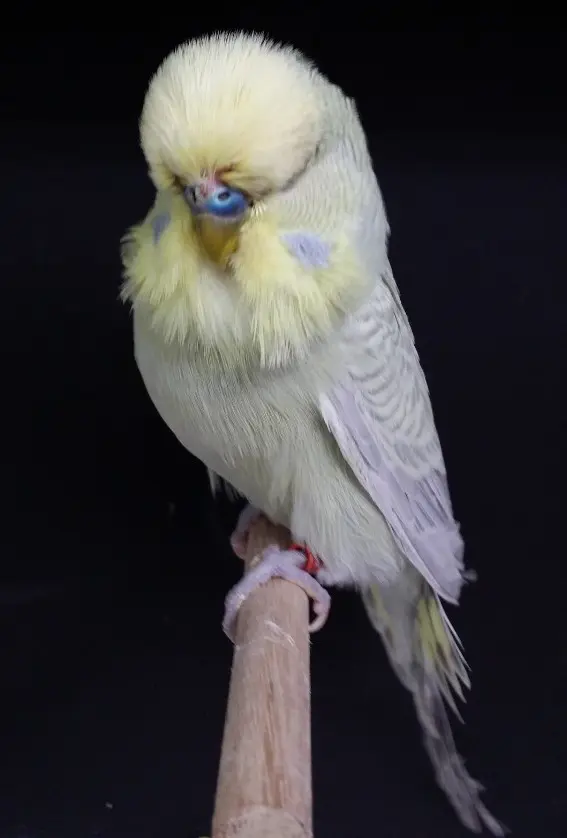 A dilute yellowface budgie photo
