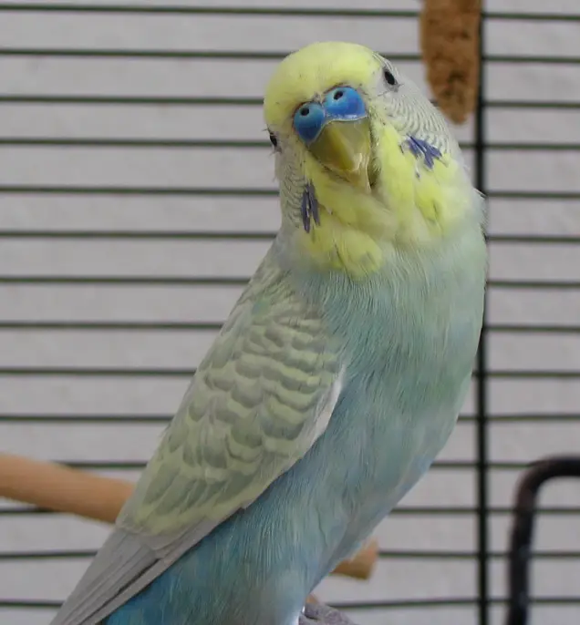 All budgie mutations & varieties [+PHOTOS]