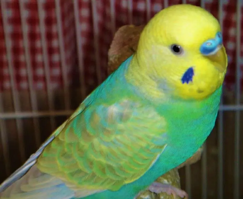 A yellowface type 2 mutation budgie photo