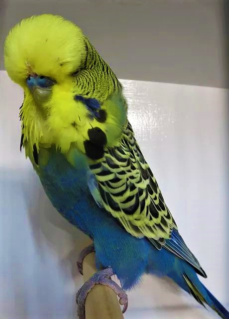 A goldenface budgie photo