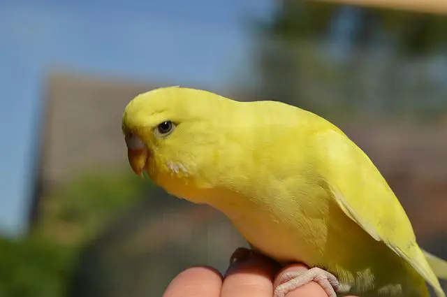 A lutino budgie photo