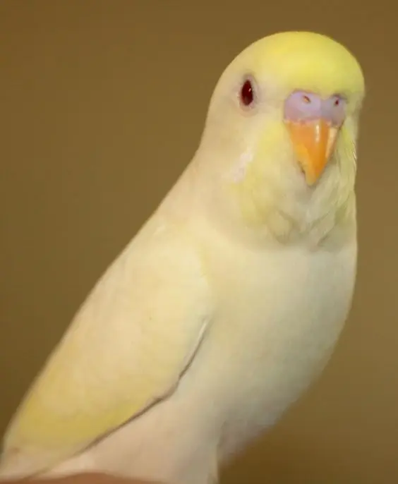 A creamino budgie photo