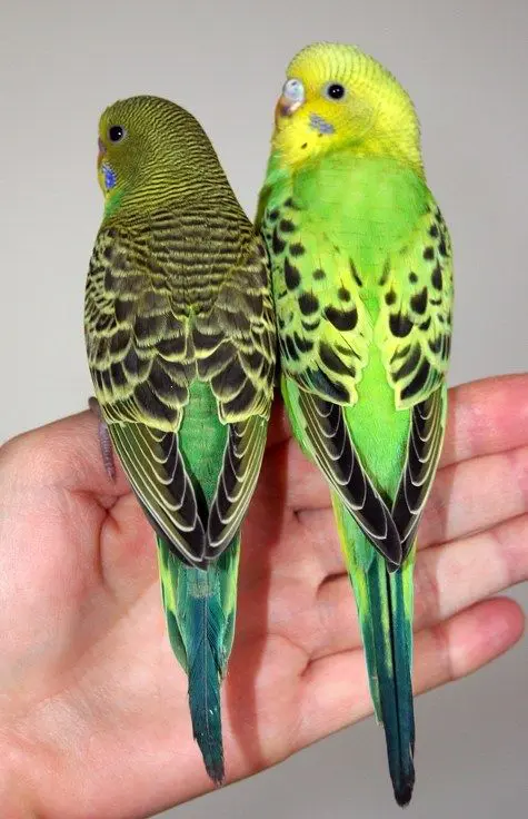 An opaline budgie (right) with a non-opaline budgie (left) photo