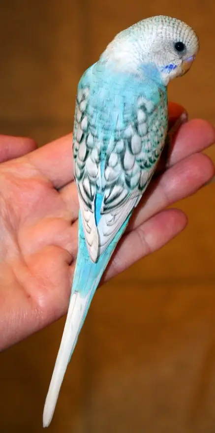 A single factor spangle budgie photo