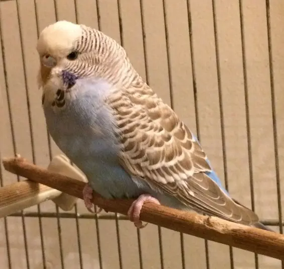 A cinnamon budgie photo