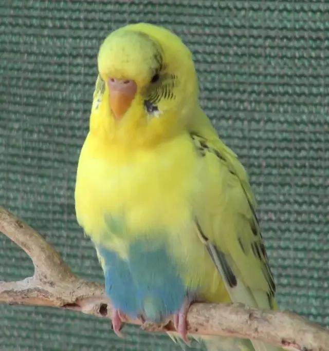 A recessive pied male budgie photo