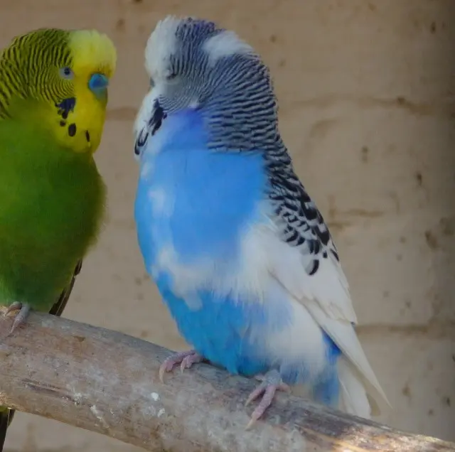 An Australian pied budgie photo