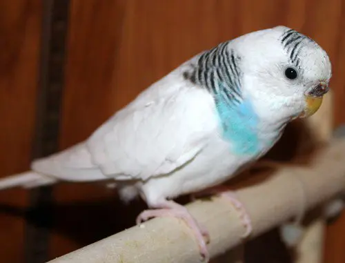 A double factor dominant pied budgie photo