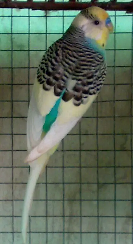 A clearflight pied budgie photo