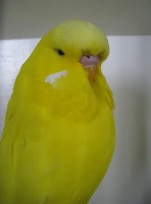 A dark eyed clear yellow series budgie