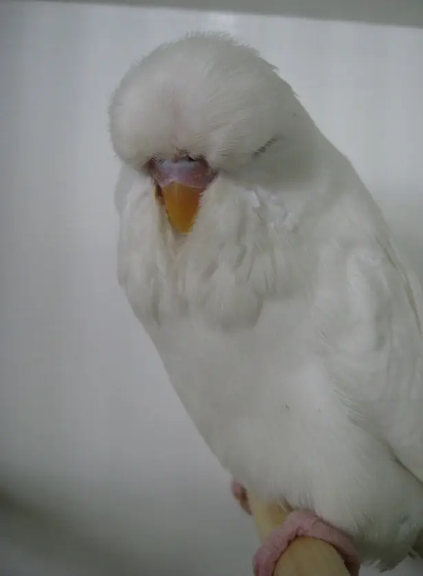 A dark eyed clear white series budgie