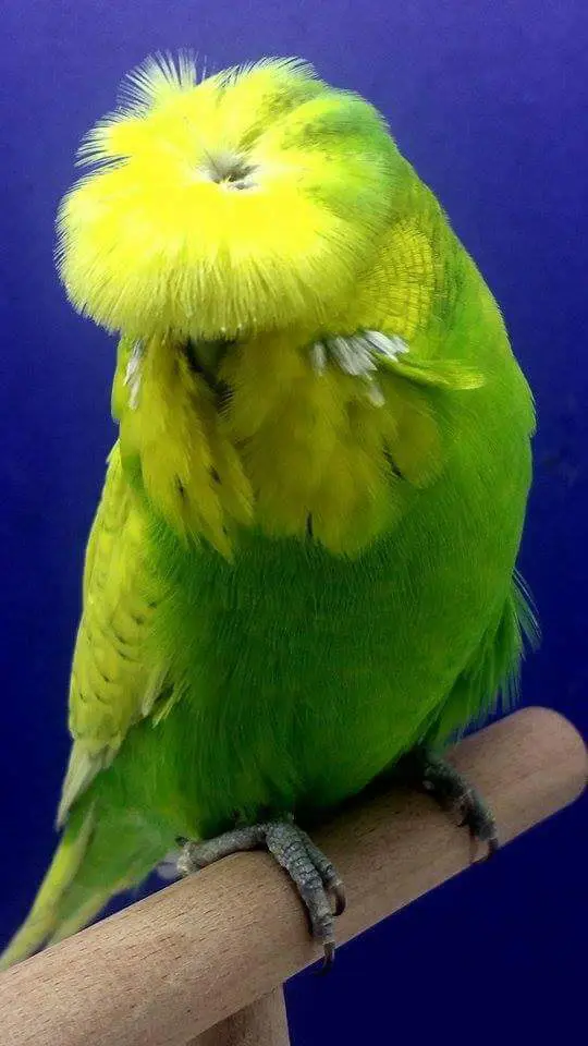 Full circular (round) crested (Full crested) budgie photo