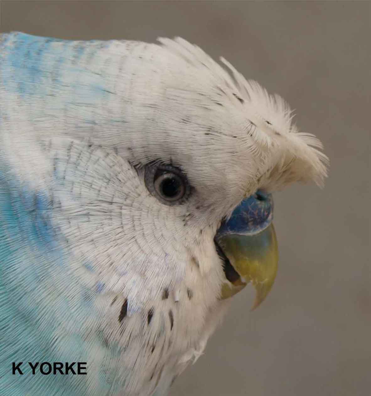 Tufted crested budgie photo