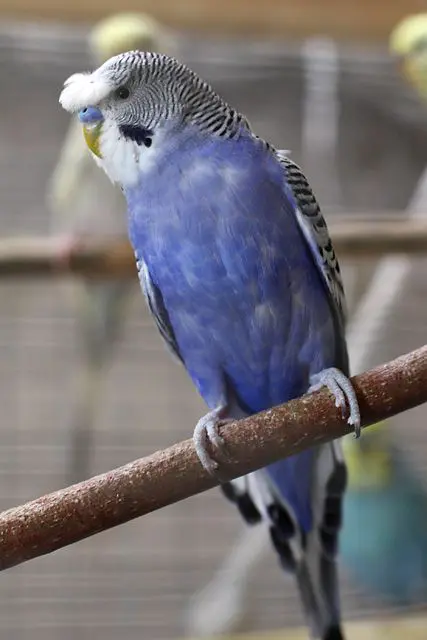 Half circular (round) crested (Half crested) budgie photo