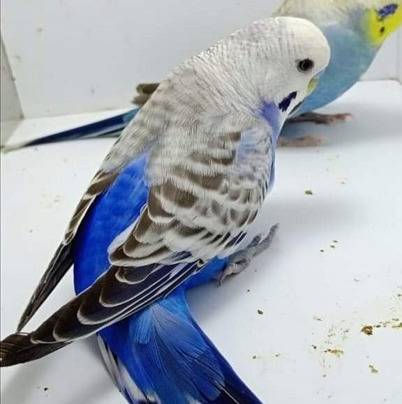 All budgie mutations & varieties [+PHOTOS]