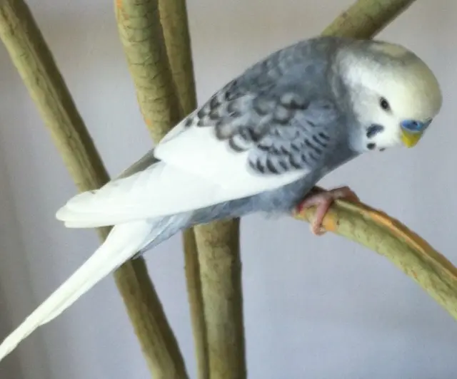 A slate budgie photo