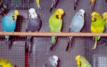 Anthracite budgie with other types of budgies