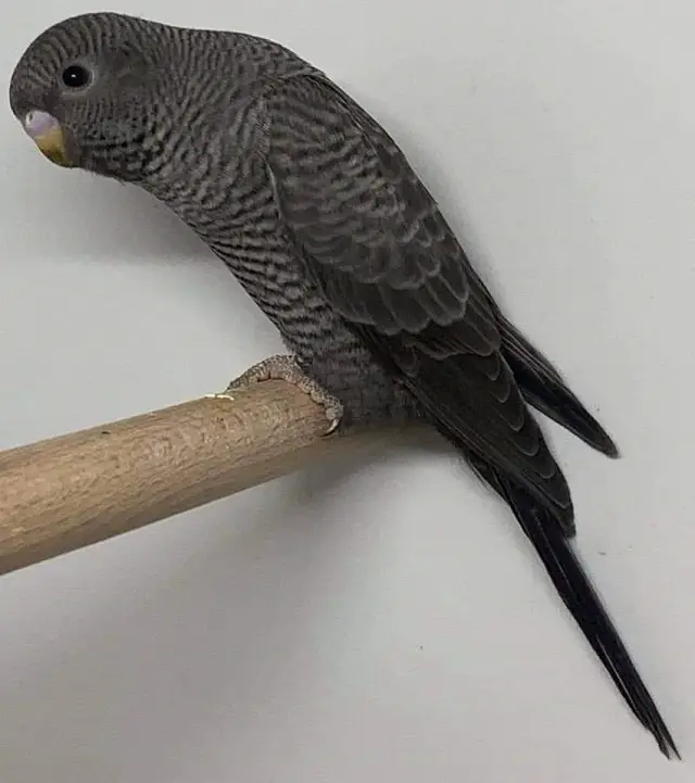 A blackface budgie photo