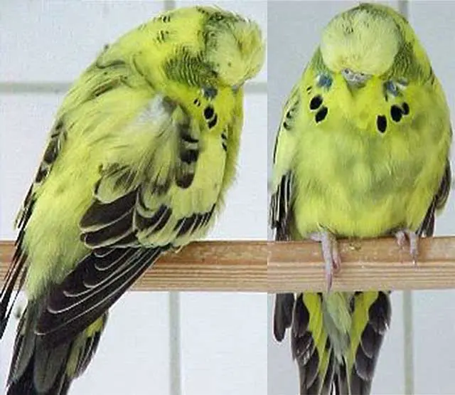 Mottled budgie photo