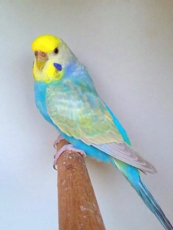 A rainbow budgie photo