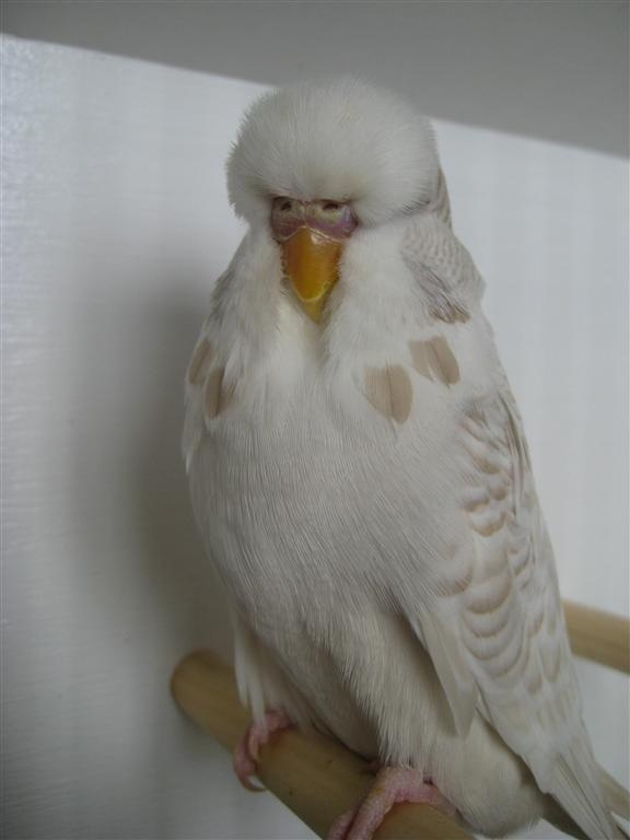 An albino lacewing budgie photo