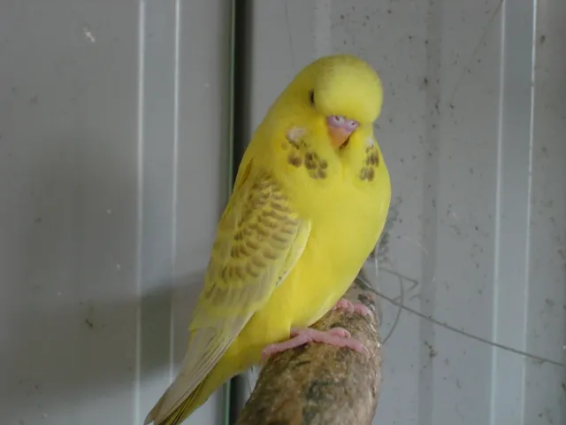 A lutino lacewing budgie photo