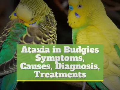Ataxia in Budgies [Symptoms, Causes, Diagnosis, Treatments]