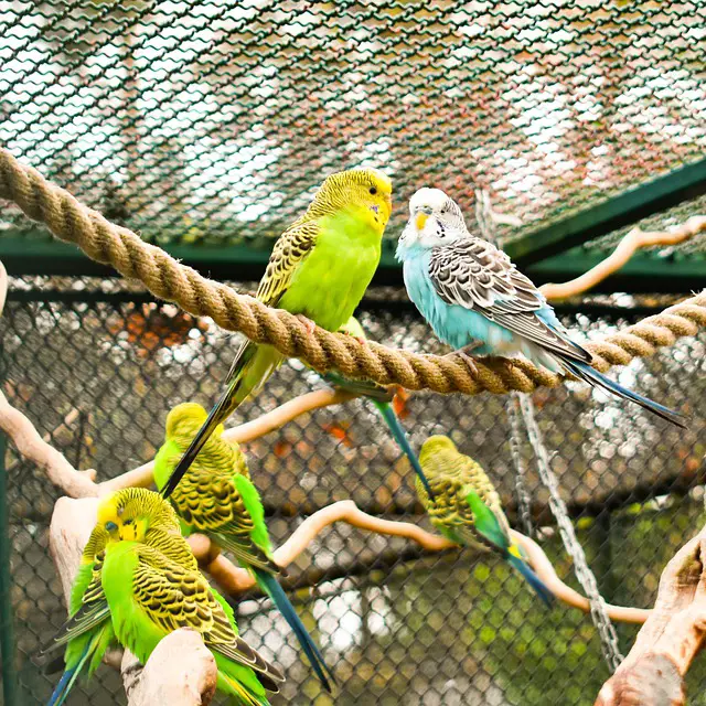 Budgie aviaries [Ideas, Sizes, Materials, Setup, Indoor, Outdoor]